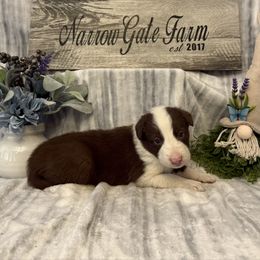 Valor - White and red male Border Collie puppy in Moody, Texas from Narrow Gate Farm
