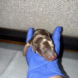 Apollo - Dapple male Dachshund puppy in Orlando, Florida from Metro Doxies of Orlando