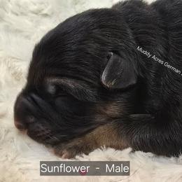 Sunflower - Black and tan male German Shepherd puppy in Tony, Wisconsin from Muddy Acres German Shepherds