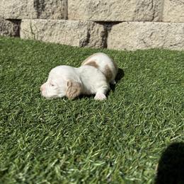 Piebald female 2 - Piebald female Dachshund puppy in San Diego, California from San Diego Dachshunds