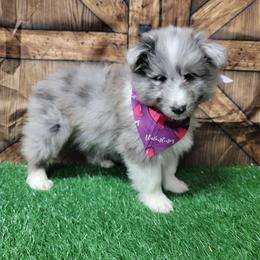 Baby Joe - White blue merle male Shetland Sheepdog puppy in Conway, Missouri from Brooks's little darlings