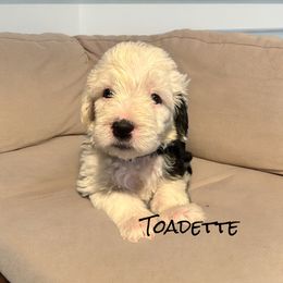 Old English Sheepdog Puppies from Midwest Puppy Paws
