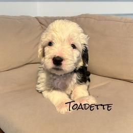 Old English Sheepdog Puppies from Midwest Puppy Paws