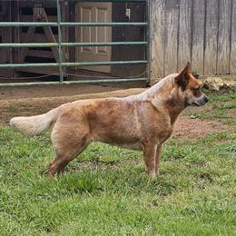 Minx - Australian Cattle Dog