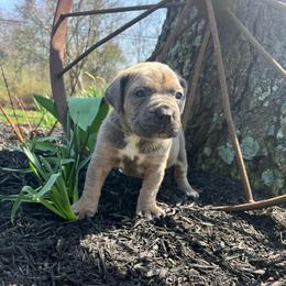 Nova - Fawn female Cane Corso puppy in Lititz, Pennsylvania from Lititz Cane Corsos