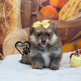 Candy - Orange sable female Pomeranian puppy in Nashville, Arkansas from Cuddles n Curls