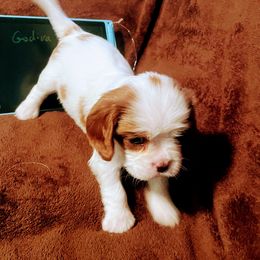 Godiva - Blenheim female Cavalier King Charles Spaniel puppy in Corona, California from Kelton Cavaliers