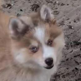 Hero - Merle male Pomsky puppy in Spring Hill, Florida from PDQ Pomskies