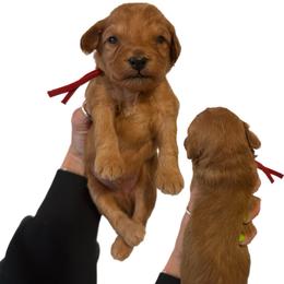 Merle Haggard - Red  male Goldendoodle puppy in Hot Springs, Arkansas from Hot Springs Kennels