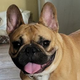 French Bulldogs from Lee's French Bulldogs