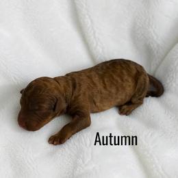 Autumn - Brown and white female Aussiedoodle puppy in Ellenburg Center, New York from Kristin's Puppies