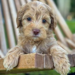 Chandler - male Golden Mountain Doodle puppy in Twin Falls, Idaho from Magic Valley Family Doodles
