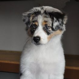 Australian Shepherds from Cedars Farm