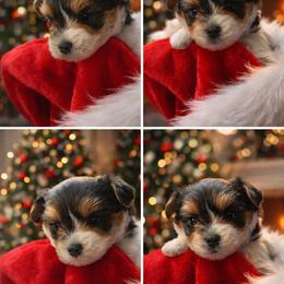 Boy 1 - Parti male Yorkshire Terrier puppy in Pasadena, California from Gonzalo Yorkies