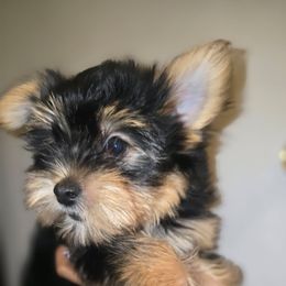 Biewer Terrier, Yorkipoo, and Yorkshire Terrier Puppies from Tiny Paws Luxury Pets
