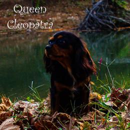Cavalier King Charles Spaniel puppies from Pups on the Ridge
