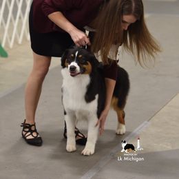 Australian Shepherd All Grown Up from Smokey Row Australian Shepherds
