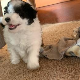 Blaze - Parti male Poodle puppy in Haddam, Kansas from Golden B Acres