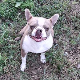 Qhuinn - Boston Terrier