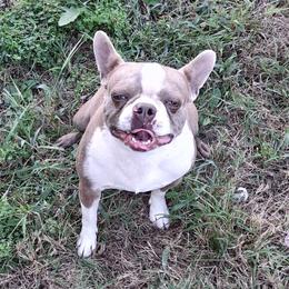 Qhuinn - Boston Terrier