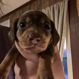 Chocolate and Tan Girl - Chocolate and tan female Dachshund puppy in Moundville, Missouri from Edgewood Acres Miniature Longhair Dachshunds