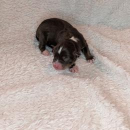 Anthony - Red tri male Toy Australian Shepherd puppy in Lakeland, Florida from Under the Oak Aussies
