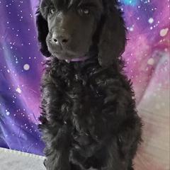 Leia - Poodle puppy in Littleton, Colorado from Fireside Standard Poodles