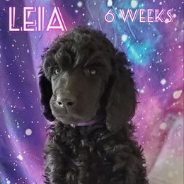 Leia - Poodle puppy in Littleton, Colorado from Fireside Standard Poodles