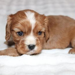 Boy 1 - Ruby male Cavalier King Charles Spaniel puppy in Fredericksburg, Ohio from Timshell Farm Specialty Crossbreed Puppies