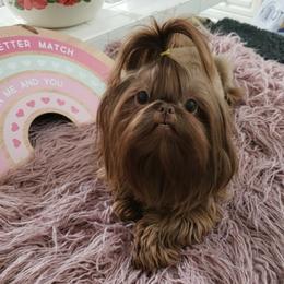 Hazel - Shih Tzu