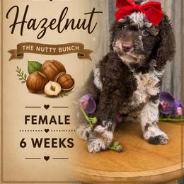 Hazelnut - Merle female Goldendoodle puppy in Miami, Florida from Jade’s Paws & Co. Of Miami LLC