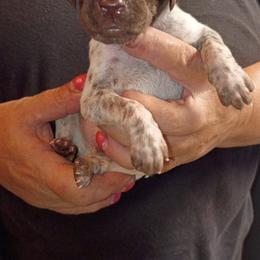 Boy 2 - Liver roan male German Shorthaired Pointer puppy in Marble, Florida from Dancin' German Shorthaired Pointer's