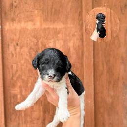 Marlie - Black female Australian Labradoodle puppy in Wamego, Kansas from Doodles of Oz