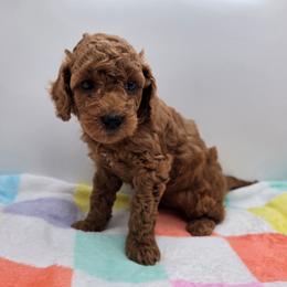 Liberty - Red  female Poodle puppy in Kannapolis, North Carolina from Carolina Great Danes & Toy Poodles