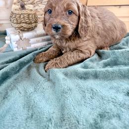 Girl 2 - Red female Irish Doodle puppy in Bloomfield, Iowa from Schooley Doodles