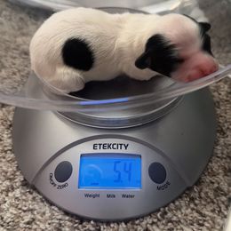 Papillon Puppies from Wendy’s Wings