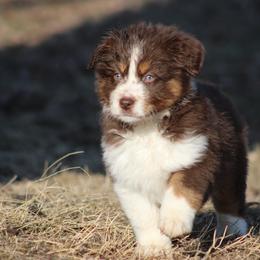 Frost - Red tri-color male Miniature American Shepherd puppy in Williamston, Michigan from Rust Belt Farms