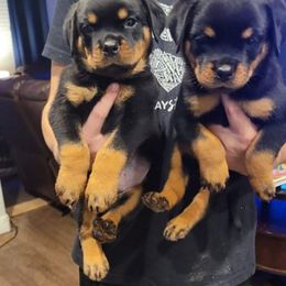 Rottweiler Puppies from HAUS OF RZA