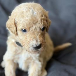 Davis - Apricot male Goldendoodle puppy in Willacoochee, Georgia from Kitandkboodle's Doodles