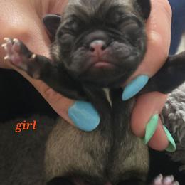Girl 2 - Fawn female Pug puppy in Keysville, Georgia from Rollee Pollee Pugs