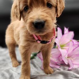 Golden Retriever Puppies from Soda Springs Kennel