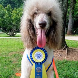 Twixx - Poodle