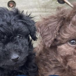 Poodles from Whizzys Doodles and Poodles