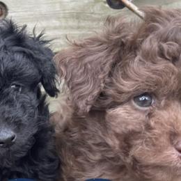 Poodles from Whizzys Doodles and Poodles
