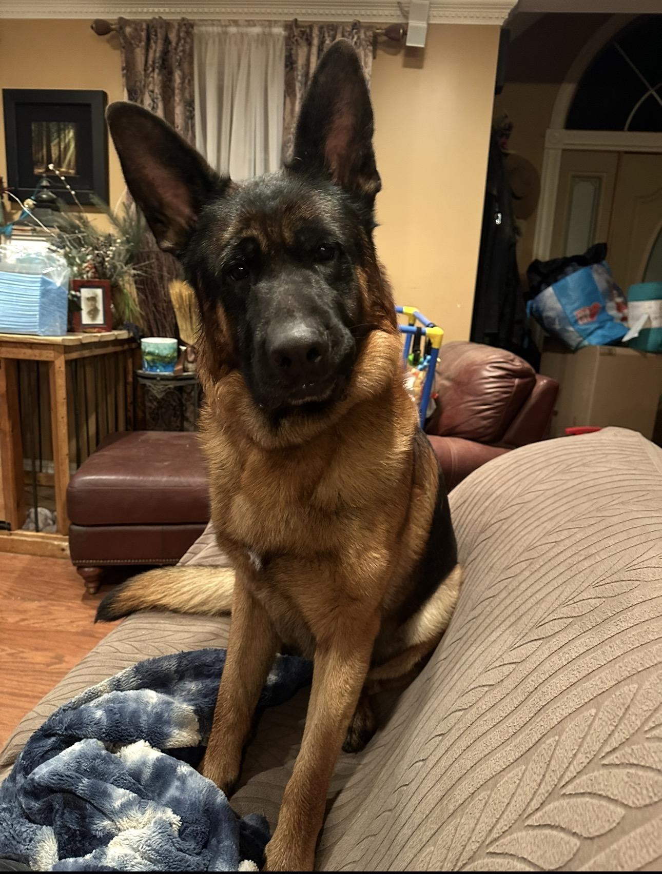 Hondo