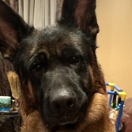 Hondo - German Shepherd