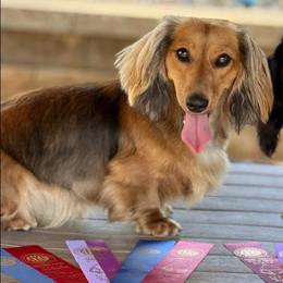 Aspen - Dachshund