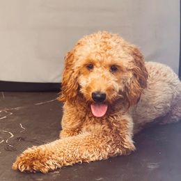 Goldendoodles from Happy Doodle Pups