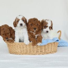 Akita, Basset Hound, and Cavapoo Puppies from Hounds and Doodles