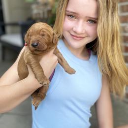 Goldendoodle Puppies from Bows & Ties Doodles
